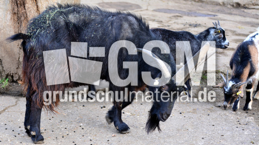 Vierhornziege (6).jpg